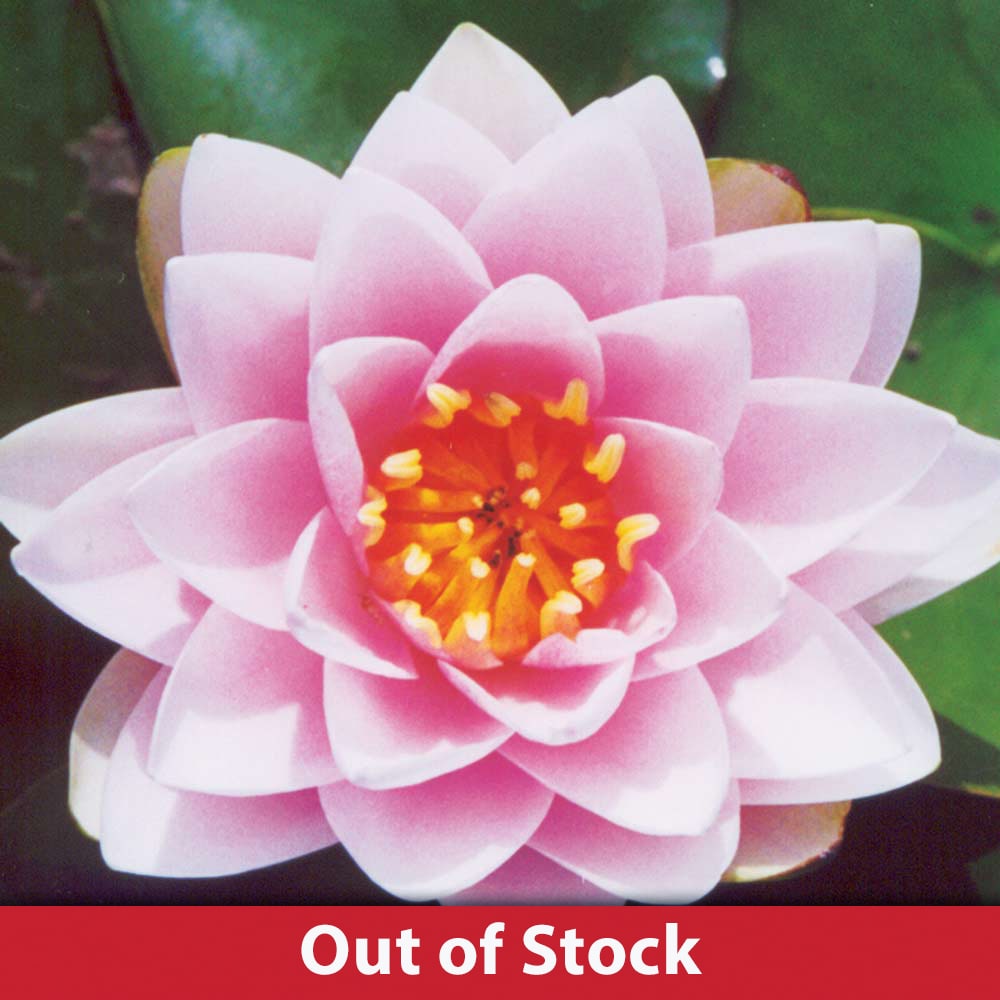 Madame Wilfron Gonnere Pond Lilies for Sale The Pond Guy