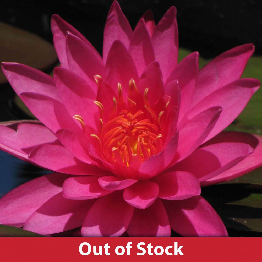 Mayla Pink Hardy Water Lily The Pond Guy