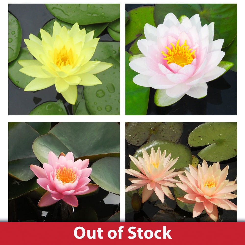 Buy Water Lily Plants Online Growers Choice The Pond Guy