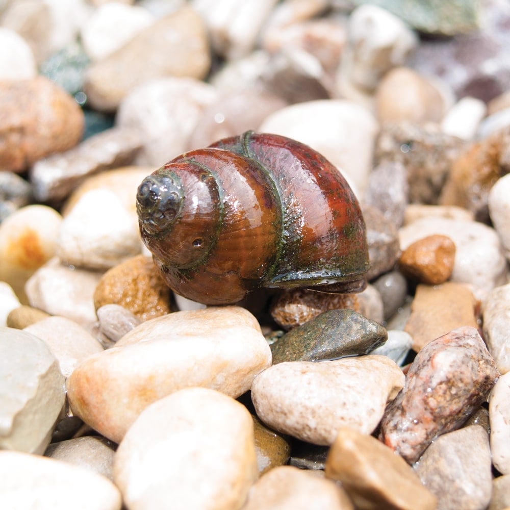 Best Selling Algae Eating Pond Snails The Pond Guy