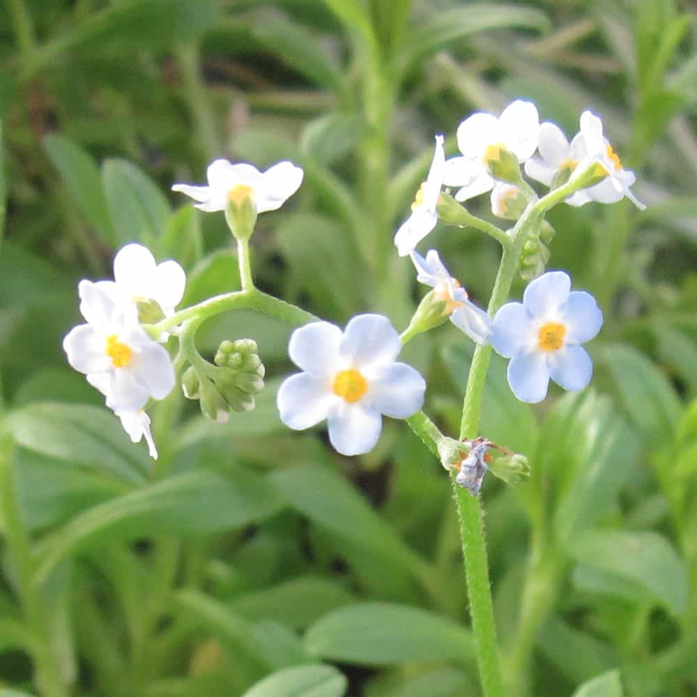 Aquatic Plants Aquatic Pond Plant The