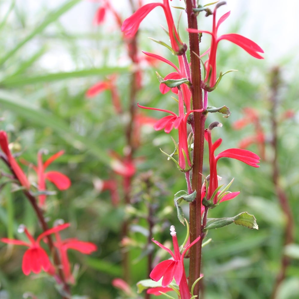 Pond Bog Plants Cardinal Flowers The Pond Guy