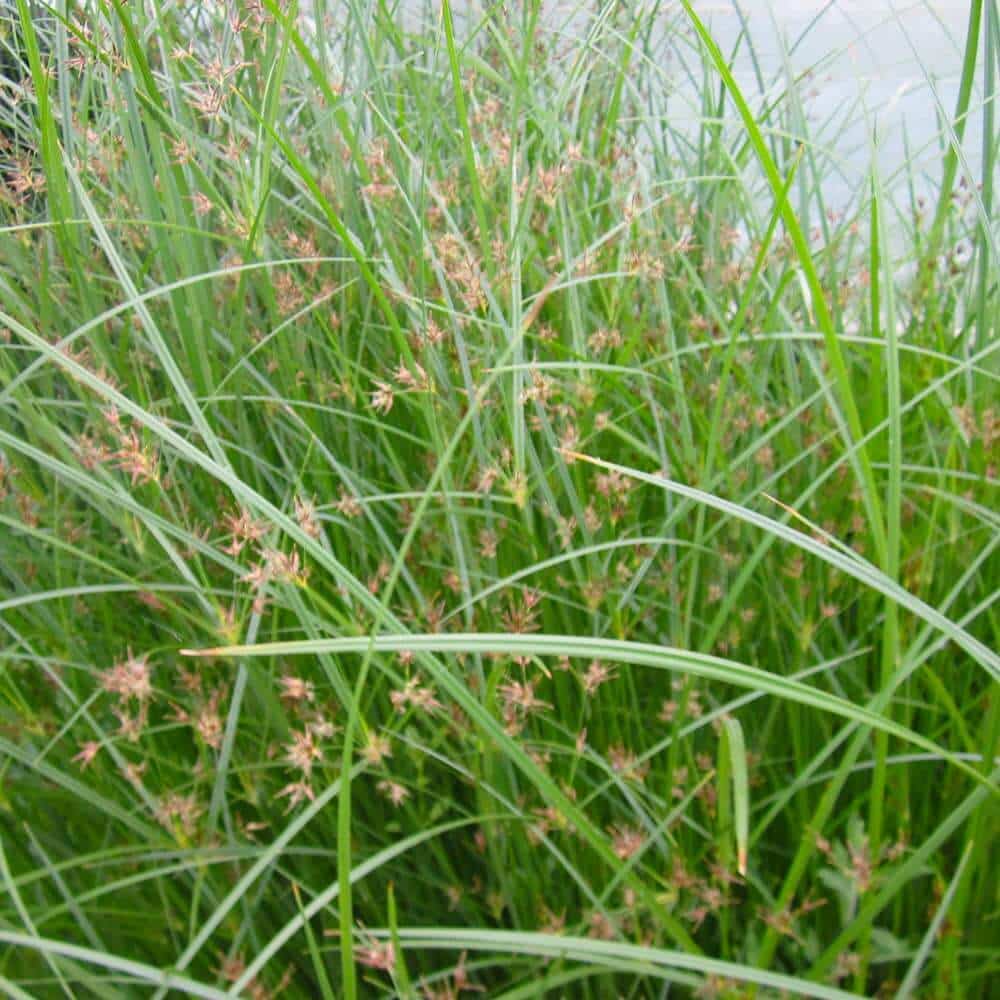 Umbrella GrassDecorative Plants The Pond Guy