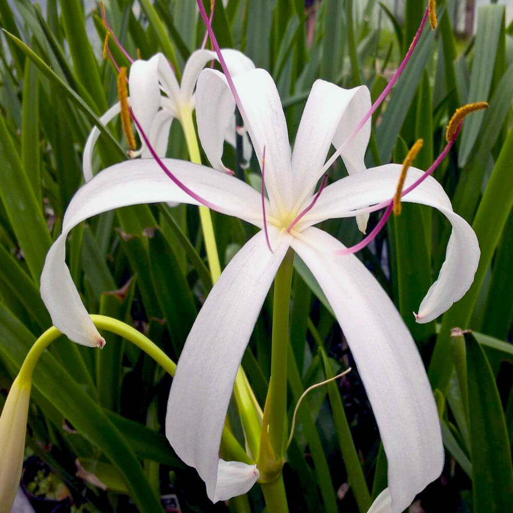 Bog Lily White Tropical Bog Plant The Pond Guy