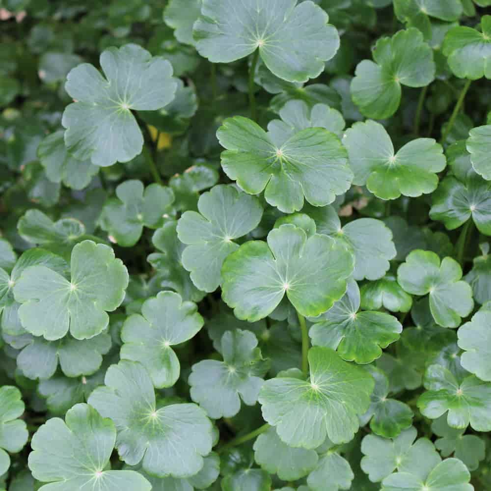 Pennywort Pond Plant Plants for Sale The Pond Guy