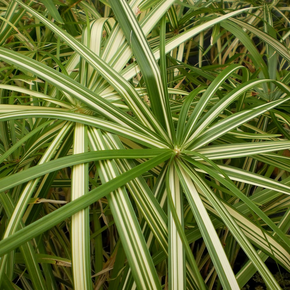 Variegated Umbrella PalmBog PlantsThe Pond Guy