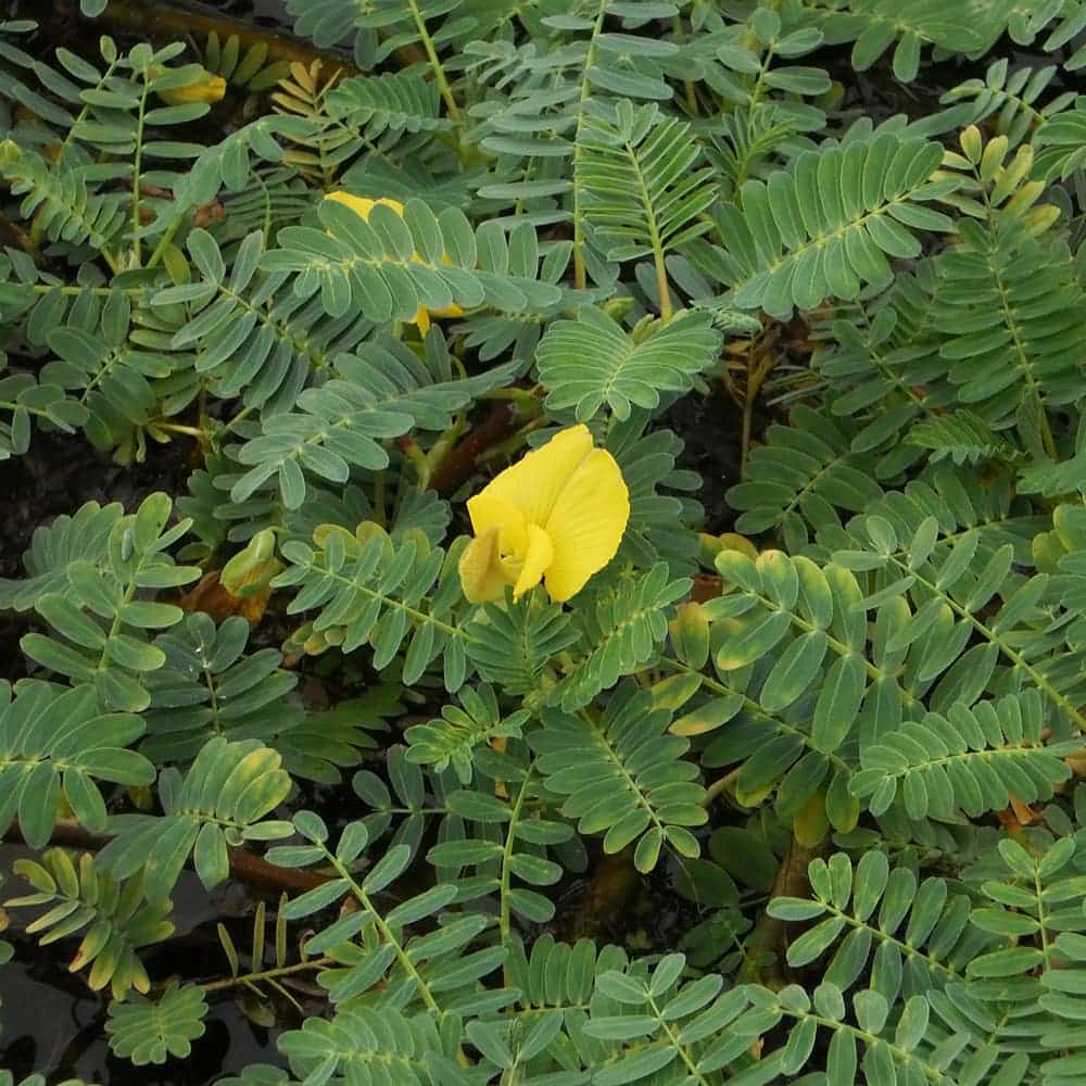 Giant Sensitive Plant Floating Water Plants The Pond Guy