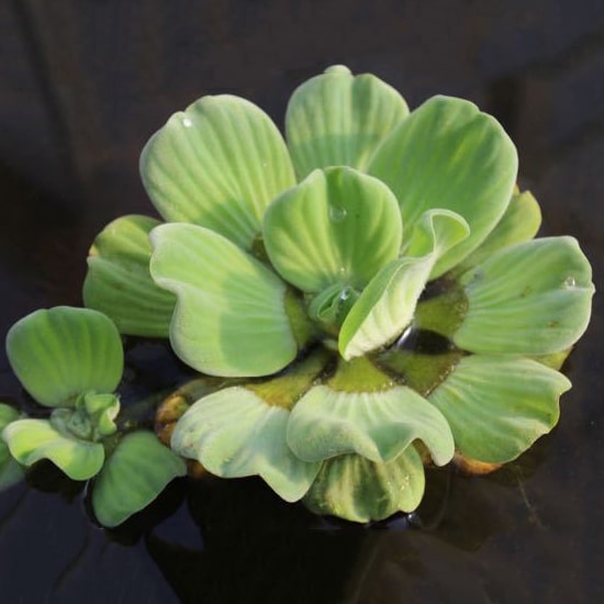 Rosette Water Lettuce Floating Water Plants The Pond Guy