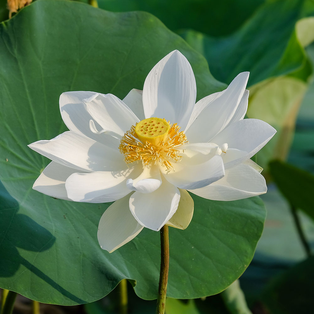 Baby Doll White Lotus Sacred Hardy Lotus The Pond Guy