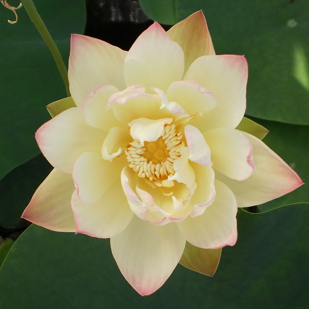 Green Maiden Plant Buy Lotus Flower The Pond Guy