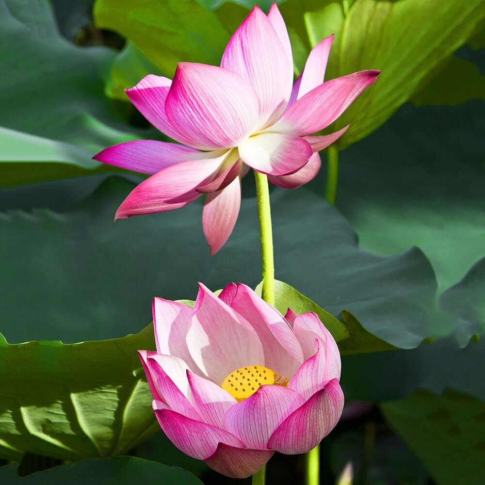 Rosy Clouds Lotus Aquatic Plants The Pond Guy