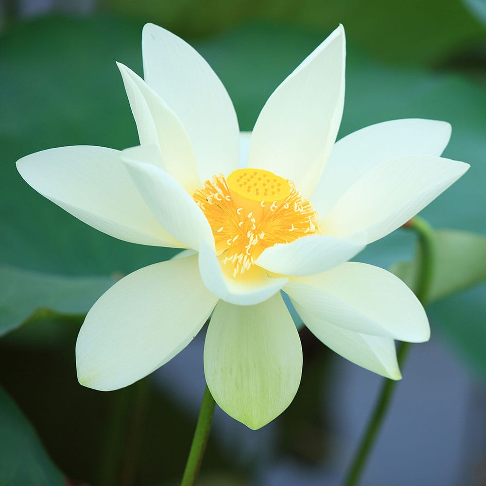 Ruby Gardner Aquatic Lotus Plants The Pond Guy