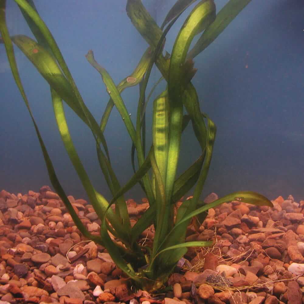 Vallisneria Eelgrass Submerged Plant The Pond Guy