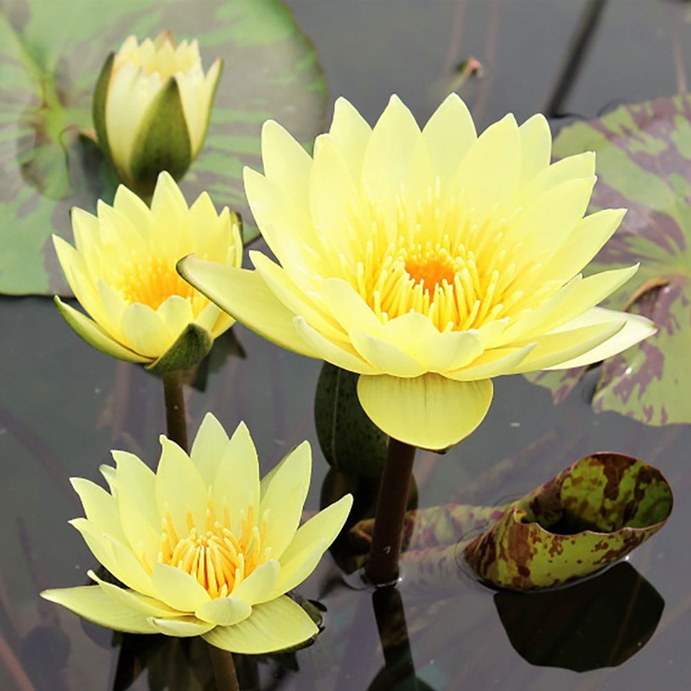 Carlas Sonshine Yellow Tropical Water LiliesThe Pond Guy