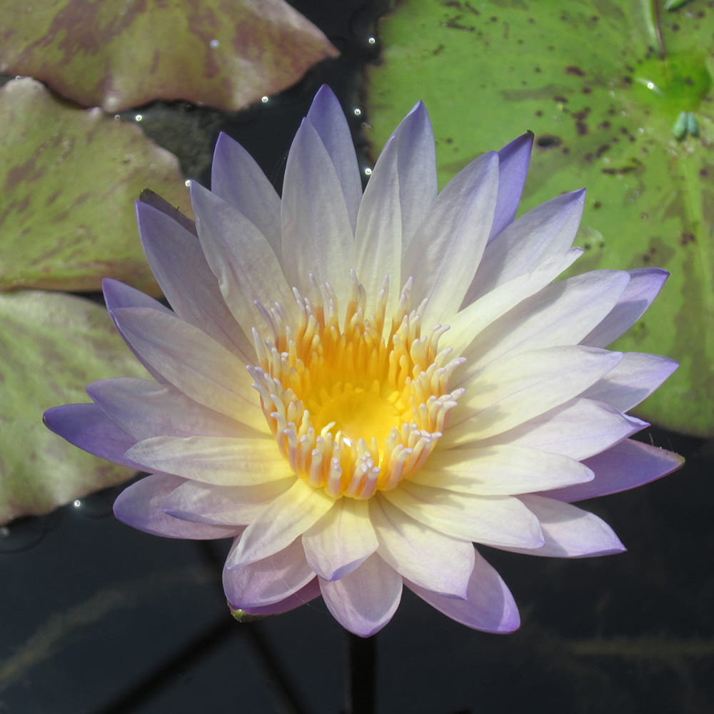 Green Smoke Water Lily Tropical Water Lily The Pond Guy
