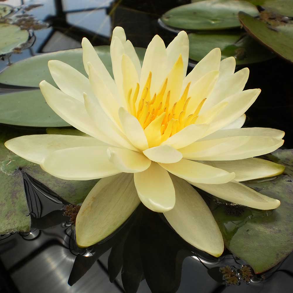 Inner Light Water Lily Flower The Pond Guy