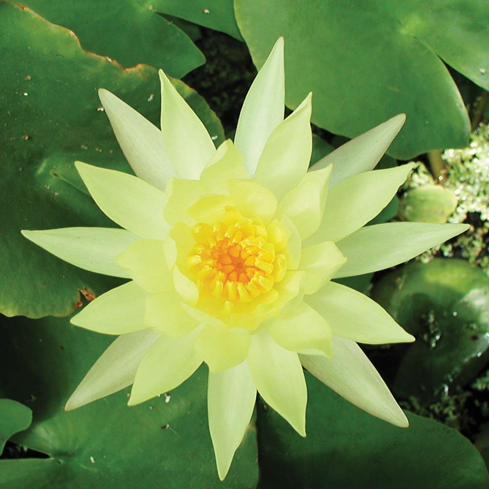 Mexicana Hardy Water Lily Yellow Blooms The Pond Guy