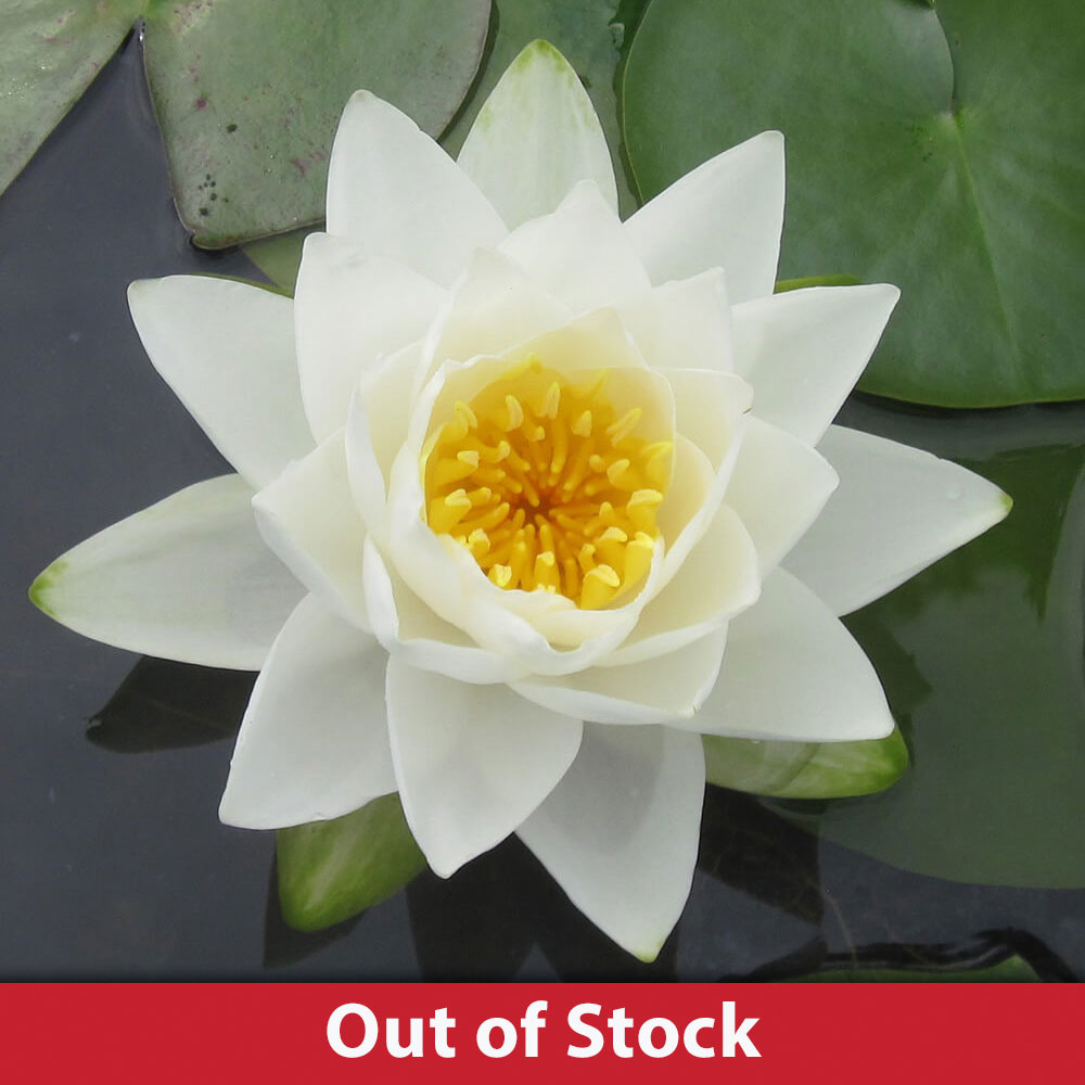 Odorata White Pond Water Lily The Pond Guy