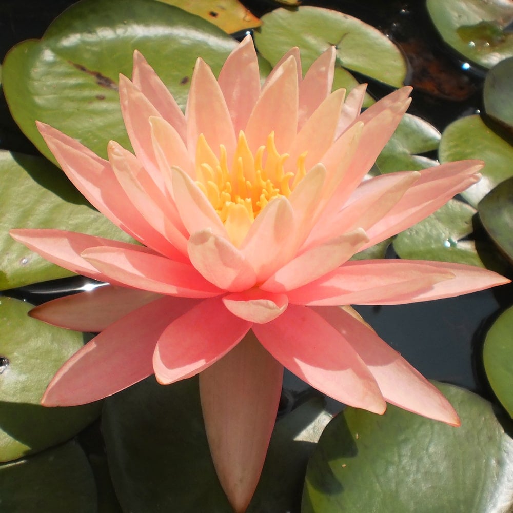 Pink Grapefruit Water Lily Pink Flower The Pond Guy