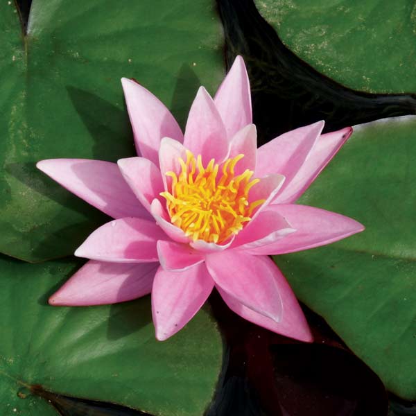 Pink Sensation Pond Water Lily The Pond Guy