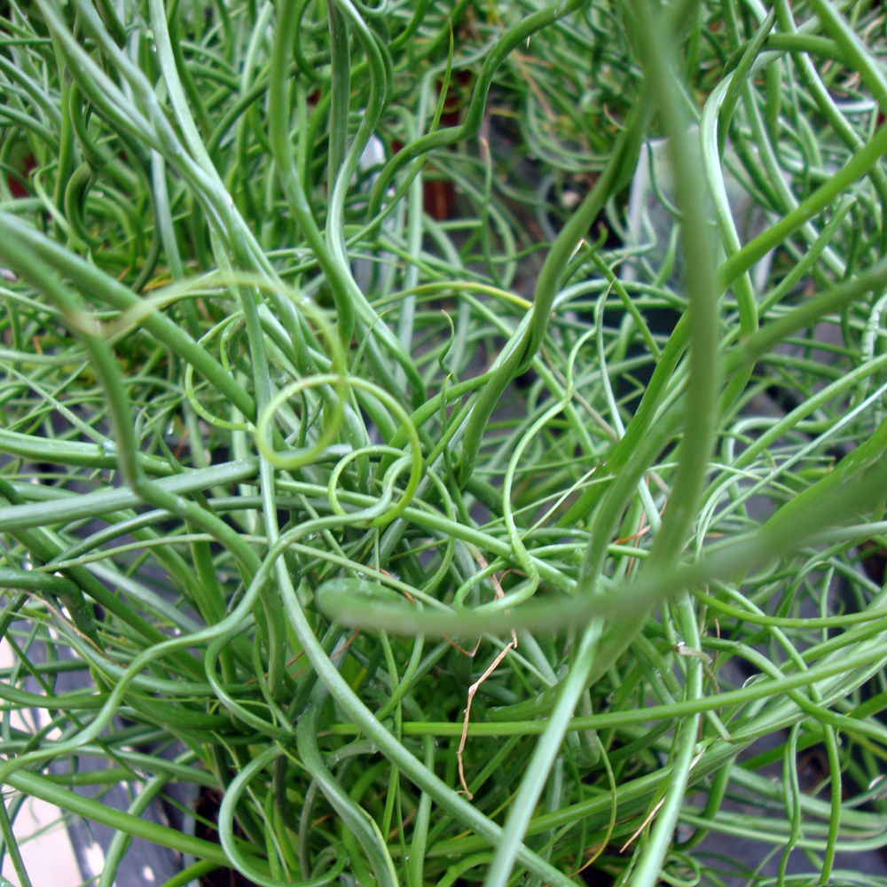 Hardy Bog Plants Corkscrew Rush The Pond Guy