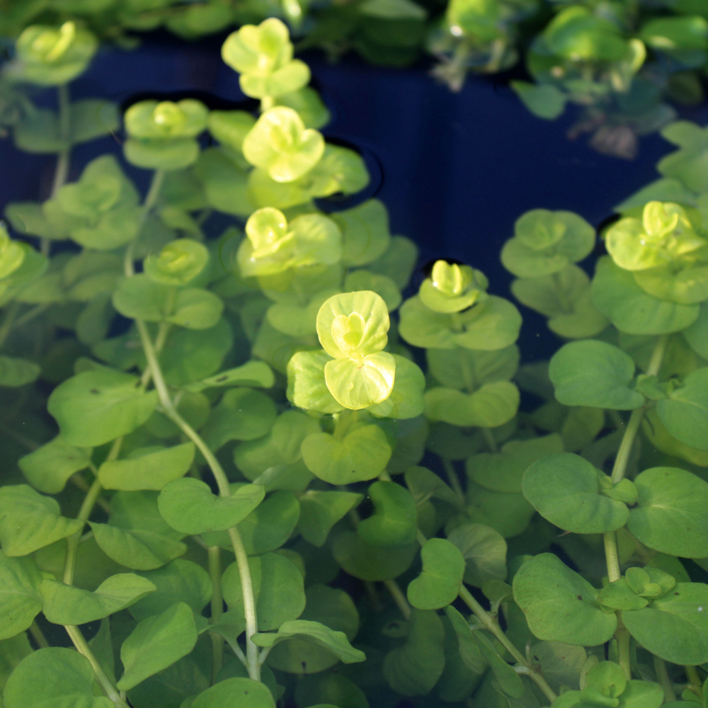 Creeping Jenny for Sale Bog Garden Plants The Pond Guy