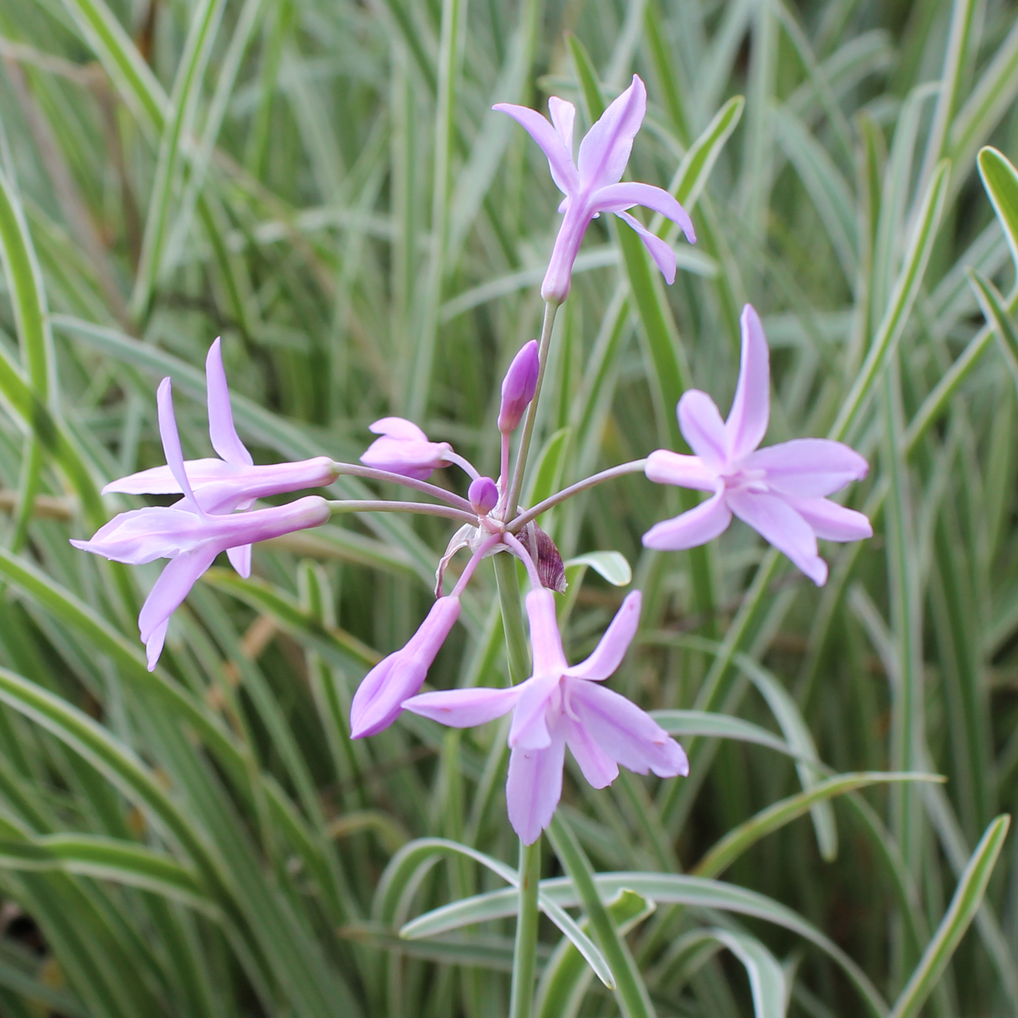 Variegated Society GarlicTropical Bog PlantsThe Pond Guy