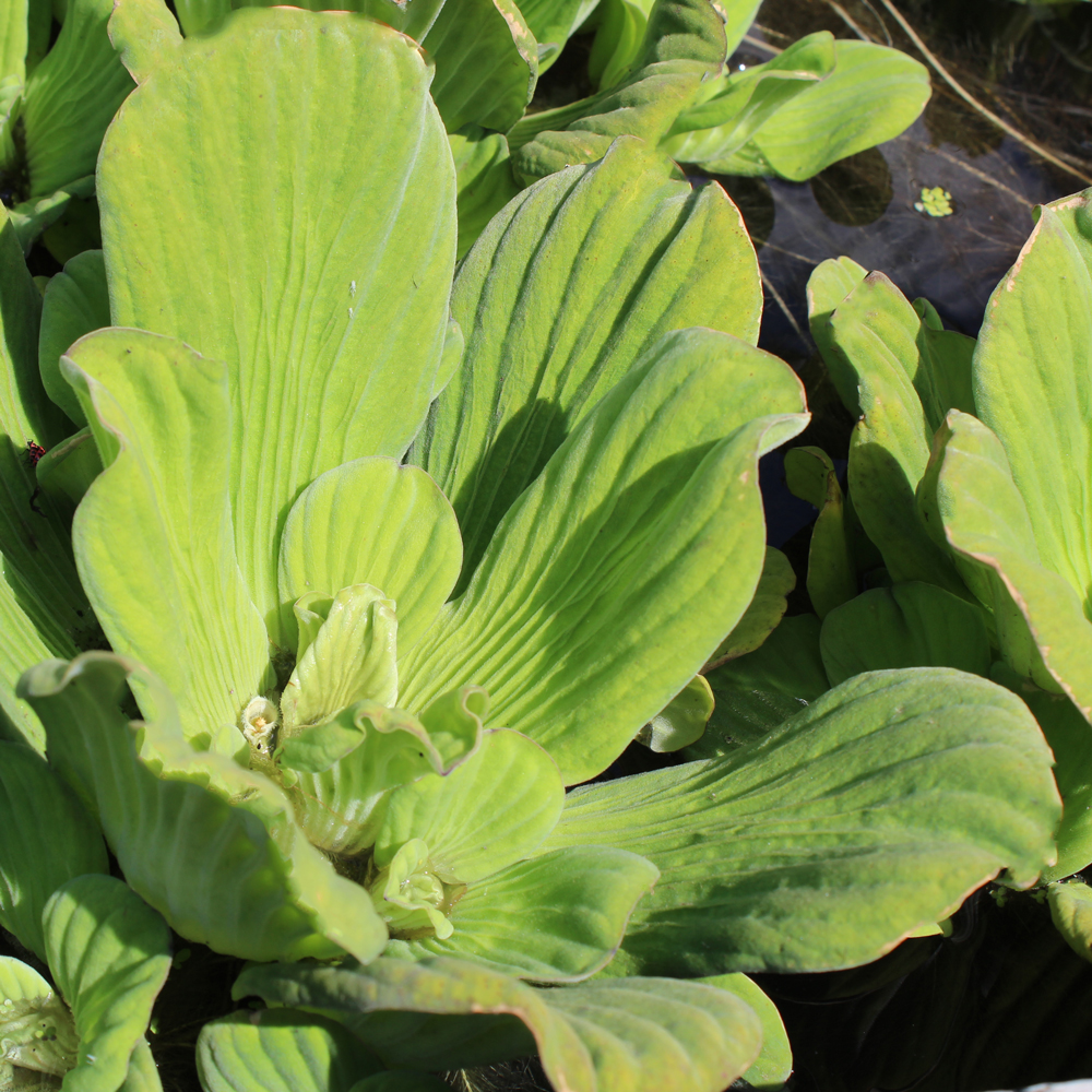 Jumbo Water Lettuce Floating Water Plants The Pond Guy