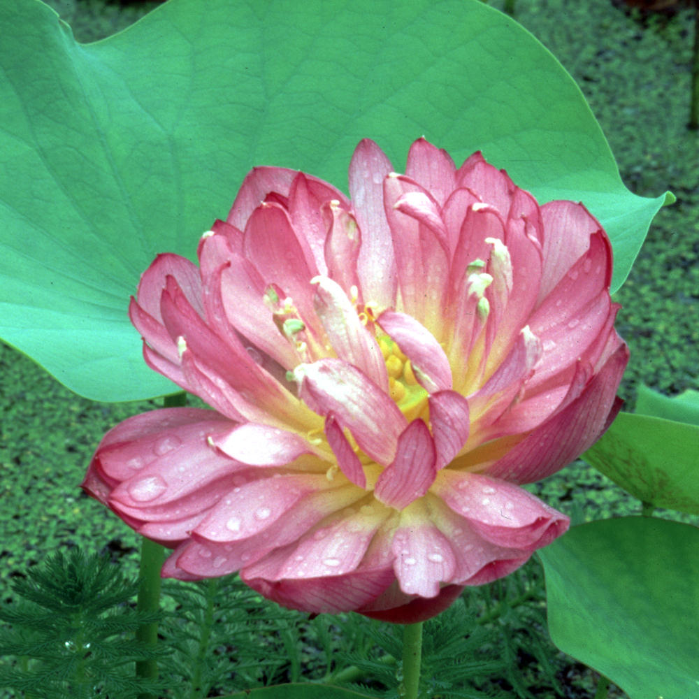 Momo Botan Hardy Water Lotus , Lotus The Pond Guy