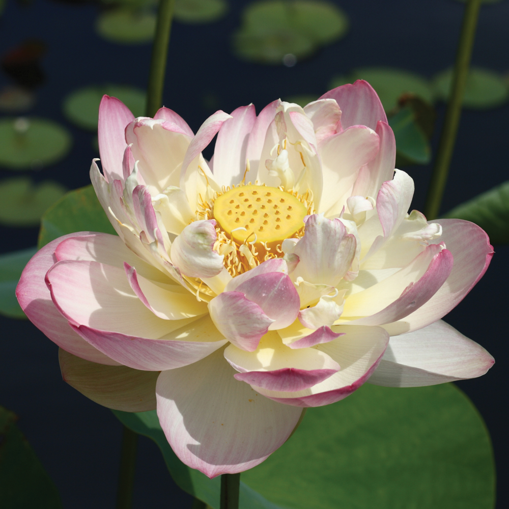 Mrs. Perry Slocum Hardy Water Lotus, Lotus The Pond Guy