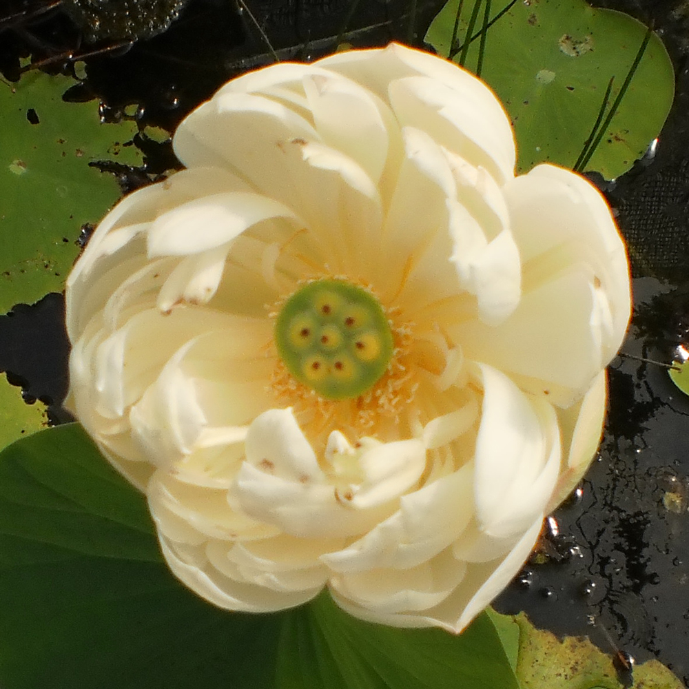 Spring Bird Hardy Water Lotus, Lotus The Pond Guy