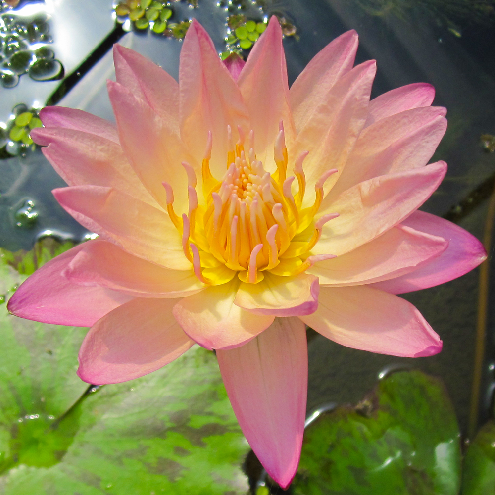 Albert Greenberg Tropical Water Lily, Tropical Lilies The Pond Guy