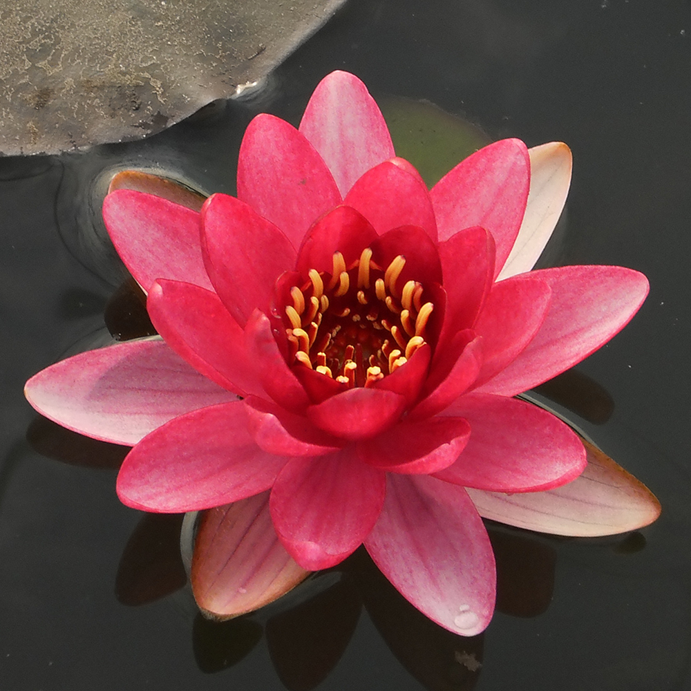 Burgundy PrincessHardy Water LiliesThe Pond Guy