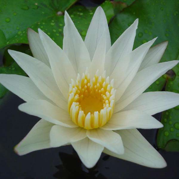 Crystal Tropical Water Lily, Tropical Lilies The Pond Guy
