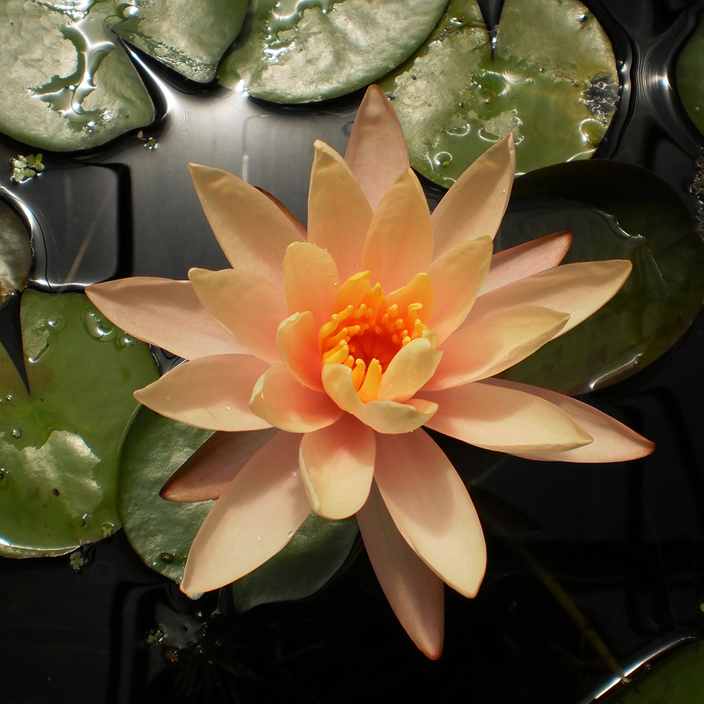 Peach Hardy Water LilyThe Pond Guy