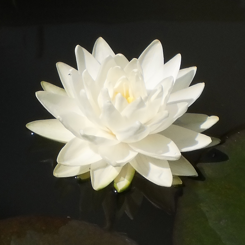 Gonnere White Hardy Water LiliesThe Pond Guy