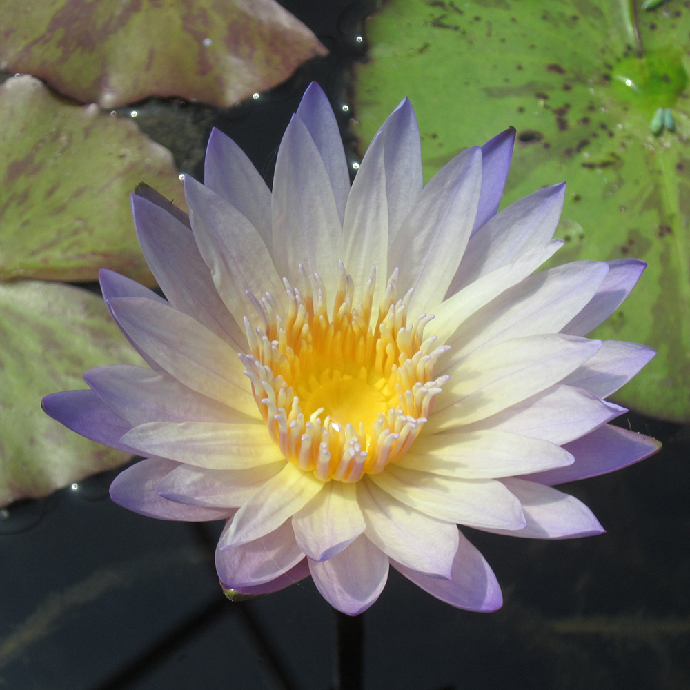 Green Smoke Water Lily Tropical Water Lily The Pond Guy