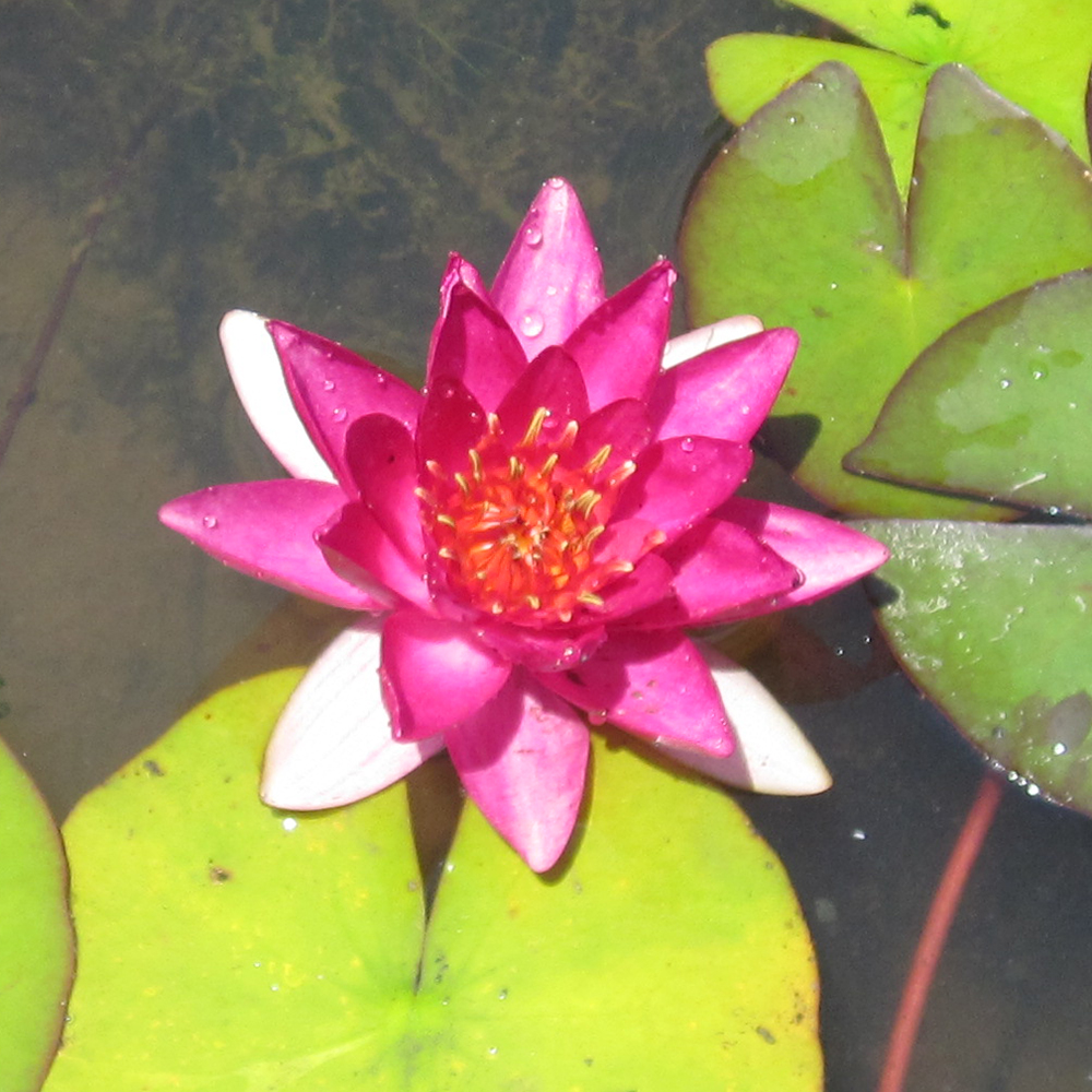 Lincolnshire Pond Plants Ltd - Laydekeri Fulgens Water Lily - Live