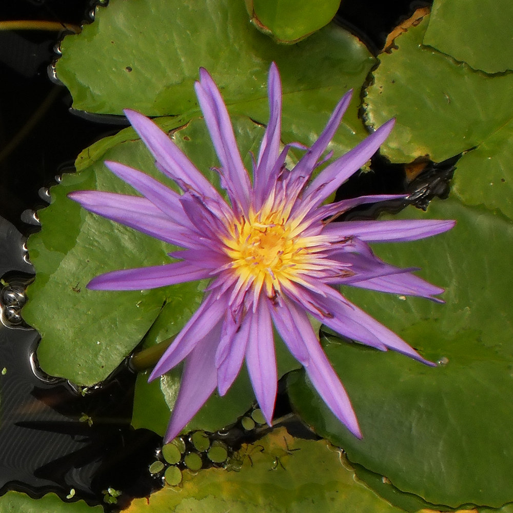 Tropical Water Lilies Tropical Pond Plant The Pond Guy