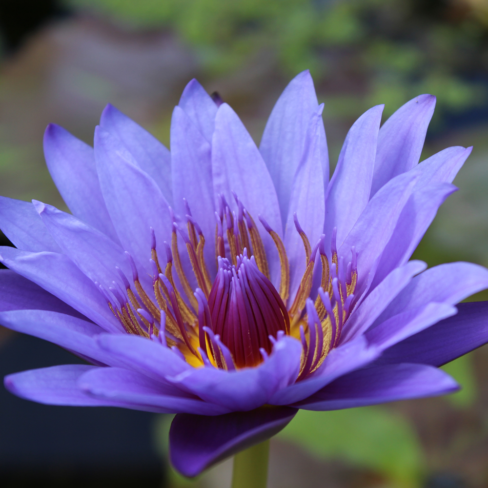 Mix and Match Tropical Water Lily Sale The Pond Guy