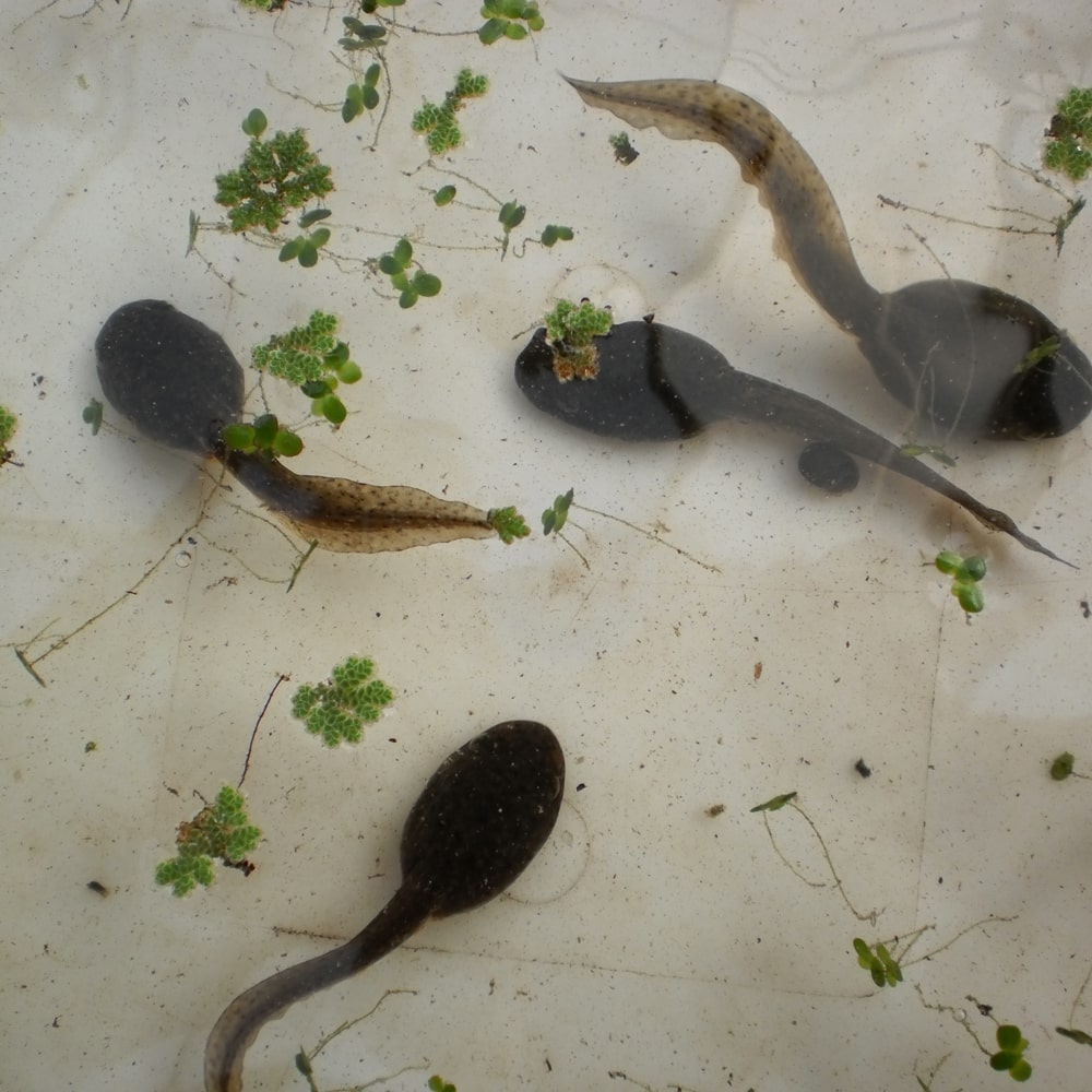 Live Tadpoles Pond Tadpoles for Sale The Pond Guy