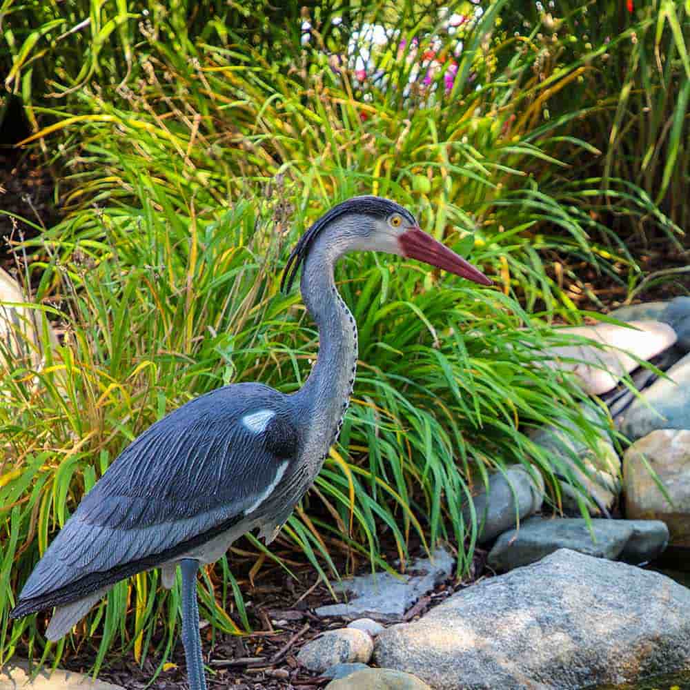 Blue Heron Decoy Fish Pond Protection The Pond Guy