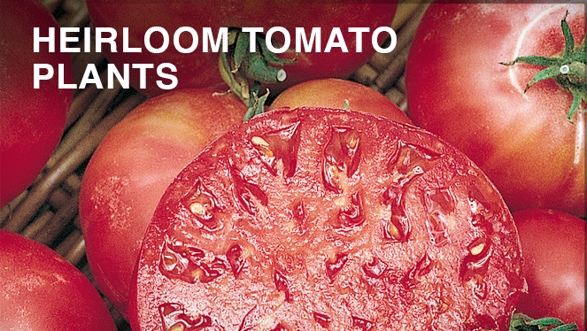Heirloom Tomato