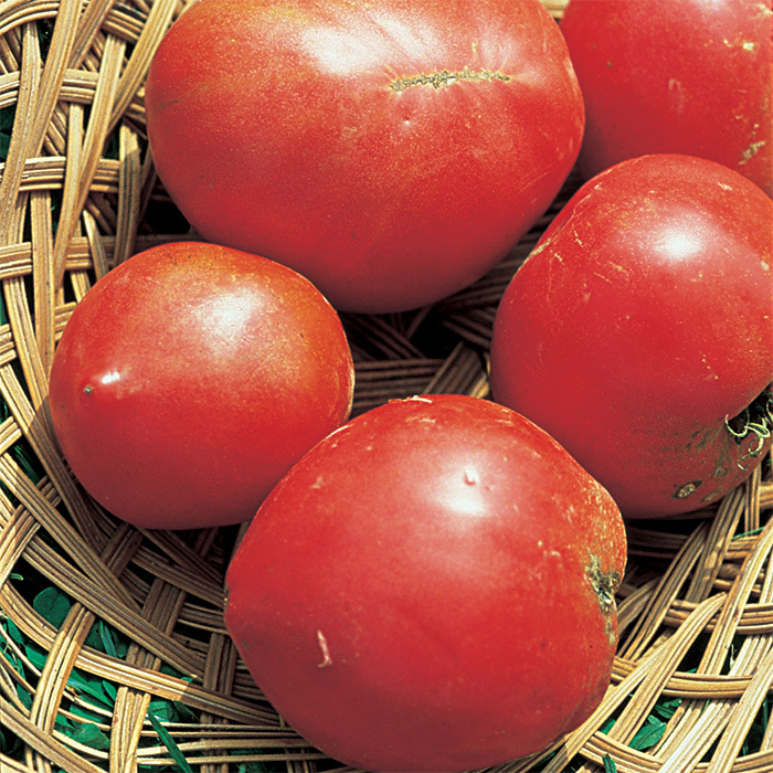 Anna Russian Tomato Seed, Heirloom Tomato Seeds Totally Tomatoes