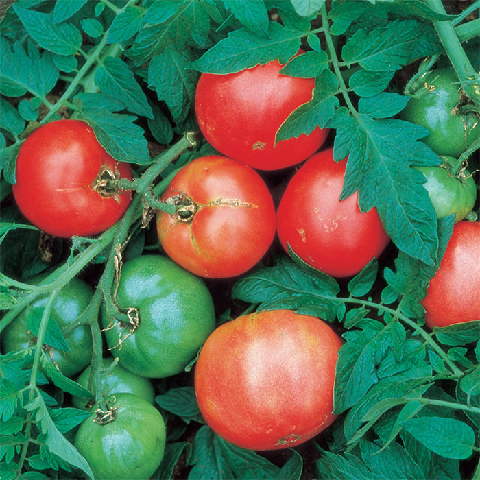 Arkansas Traveler Tomato, MediumLarge Tomato Seeds Totally Tomatoes
