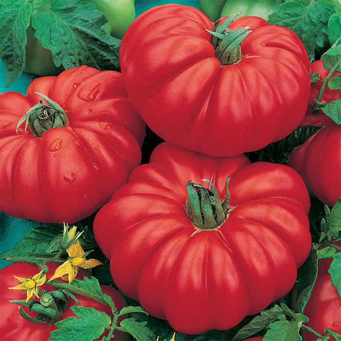 Costoluto Genovese Tomato, Heirloom Tomato Seeds Totally Tomatoes
