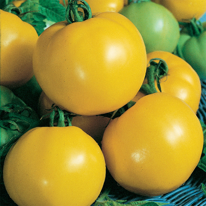 Dixie Golden Giant Tomato, Heirloom Tomato Seeds Totally Tomatoes