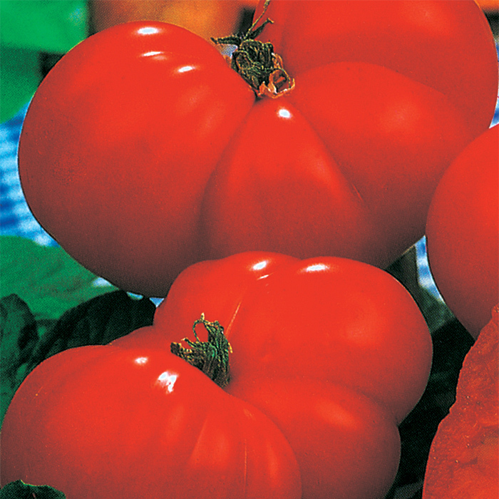 Italian Giant Beefsteak Tomato, Heirloom Tomato Seeds Totally Tomatoes