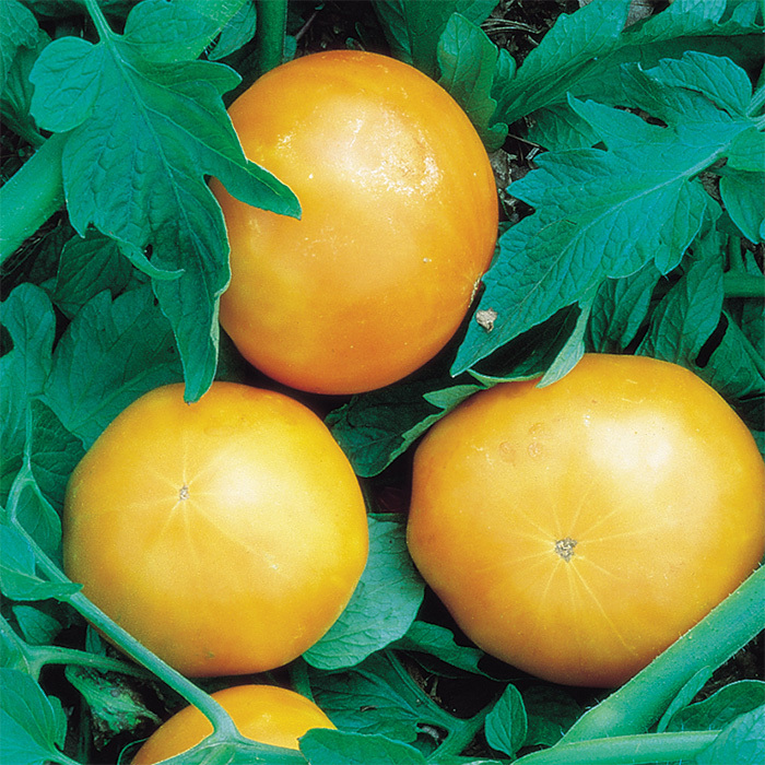 Kentucky Beefsteak Tomato, Open Pollinated Tomato Seeds Totally Tomatoes
