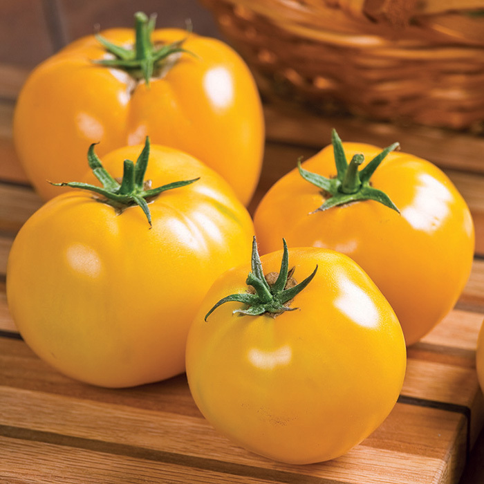 Lemon Boy Hybrid Tomato, Medium-Large 